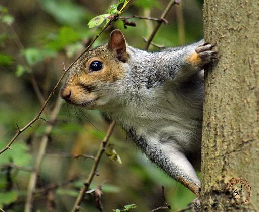 Grey Squirrel 9P52D-099.JPG